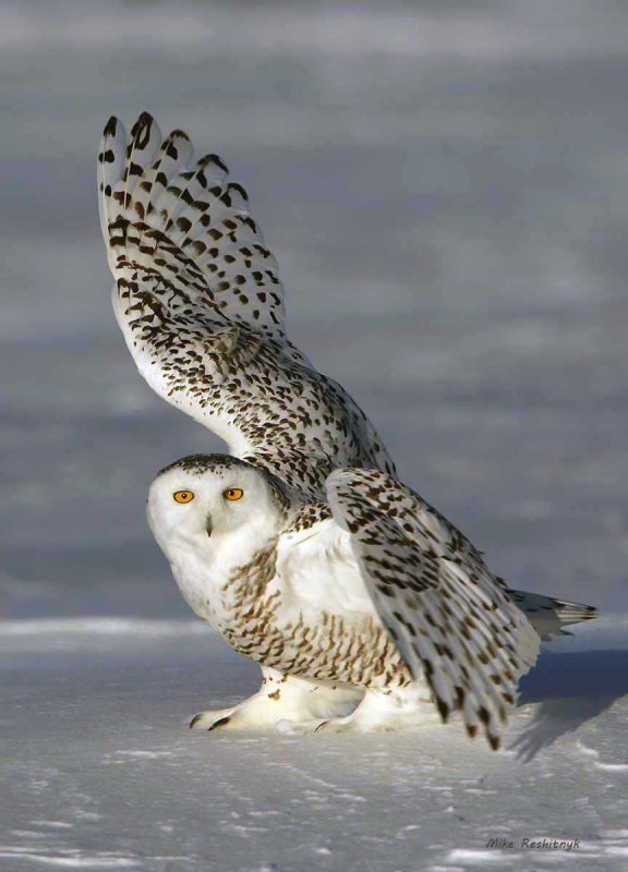 Snowy Owl - High-Five!!