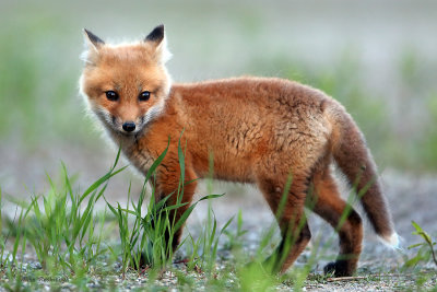 Fox Pup - I'm So Darn Cute!