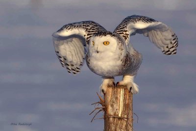 Snowy Owl - Get Ready, Here I Come!