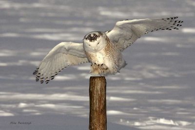 Snowy Owl - Picket Patrol