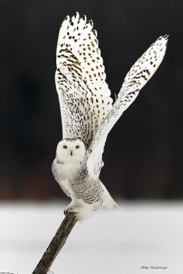 Snowy Owl - Off to Meet the New Year