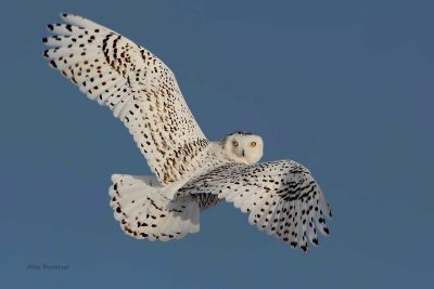 Snowy Owl - Flashback On the Fly
