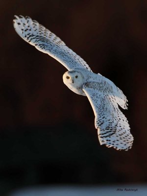 Ghost Rider - Snowy Owl