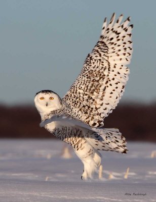 Spring-Loaded Snowy Owl