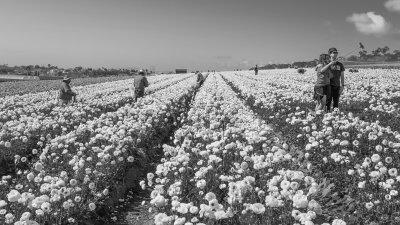 Work and Play in the Flower Fields