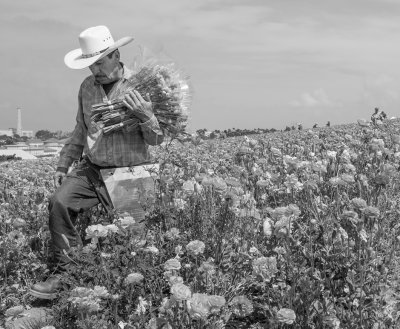 Working the Fields