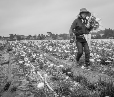 Working the Fields