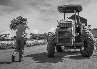 Working the Fields