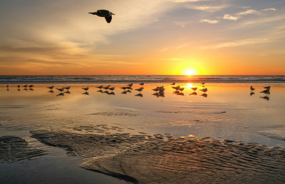 A Sea Bird Sunset