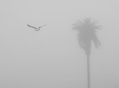 Seagull on a Foggy Day