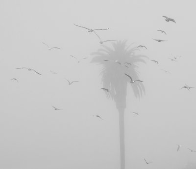 Birds in Flight on a Foggy Day