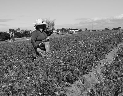 Working the Fields 3