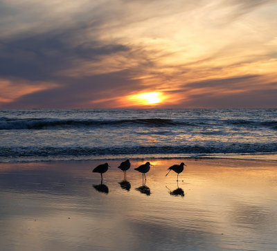 Just Four Birds and a Setting Sun