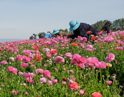 Working the Fields 7