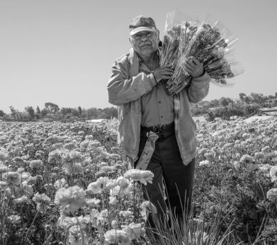 Working the Fields 9