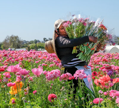 Working the Fields 10