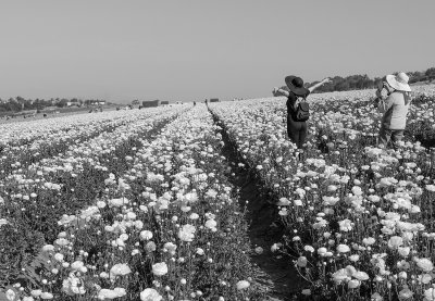 Flower Field Photo Ops 1