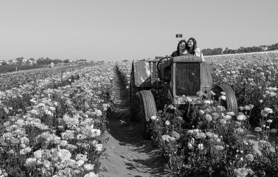 Flower Field Photo Ops 2