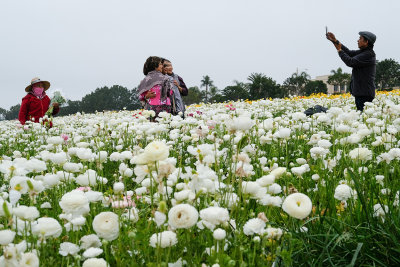 Work and Play in the Flower Fields 1