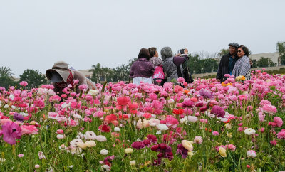 Work and Play in the Flower Fields 3