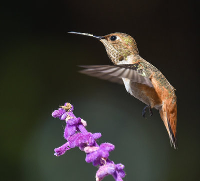 Hummingbird and Sage
