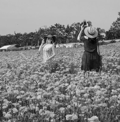 Flower Field Photo Ops 6