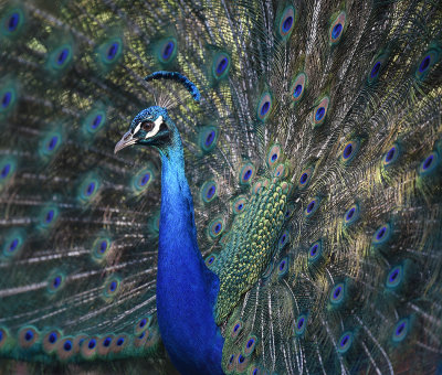 Peacock in Profile