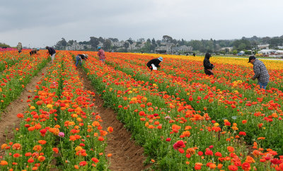 Working the Fields 12