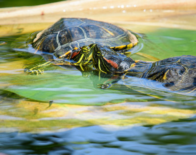 Smooching Turtles