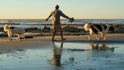 Walking the Dogs