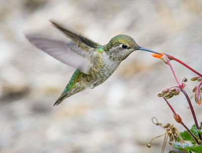 A Hungry Hummer