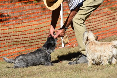Cascade Cairn Terrier Club Fun in the Sun September 2017