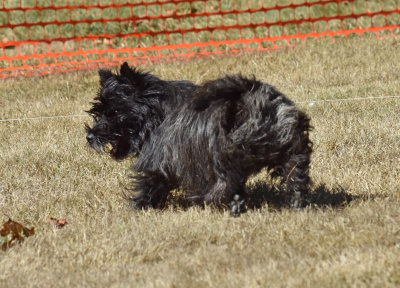 221 Dario maybe Black dog iA 1000th 8 ISO 360 AWB std-shad.jpg