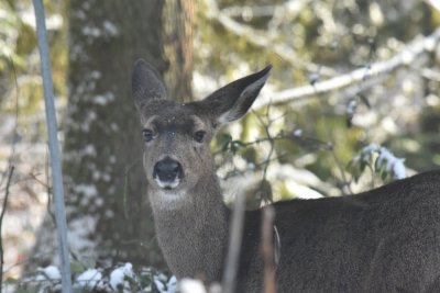 deer garden4.jpg
