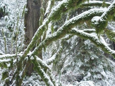 vine maple north snow