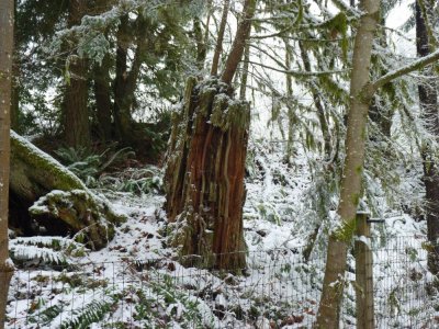 east grove stump snow