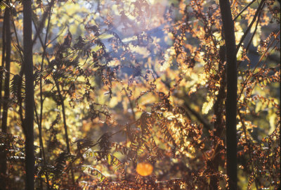 woods fall  Beaver Lake 1984_0001.jpg