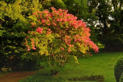 Crepe Myrtle - Late Afternoon Glow