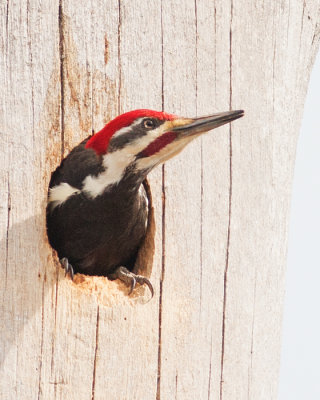 Pileated Woodpecker Home