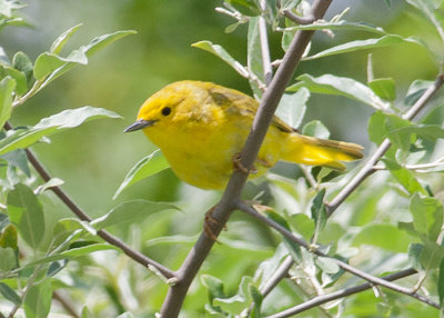 Yellow Warbler
