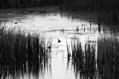 Lone Duck
