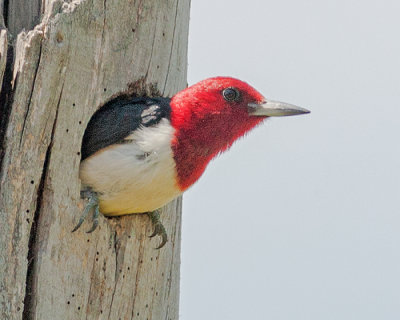 Red-Headed Woodpecker With a Chip on His Shoulder