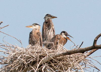 Great Blue Heron Babies