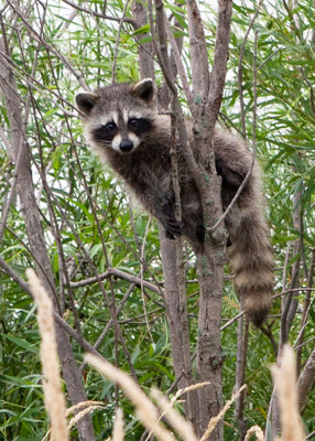 Surprised Raccoon
