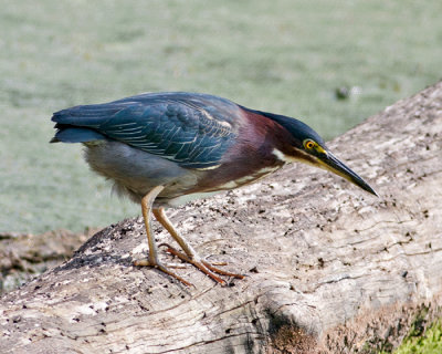 Green Heron