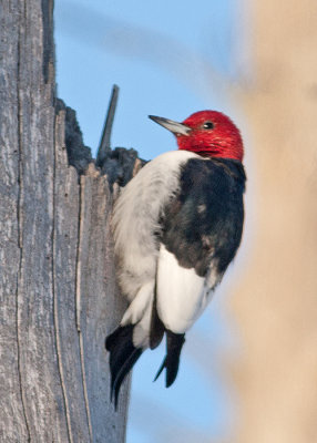 Red-Headed Woodpecker 