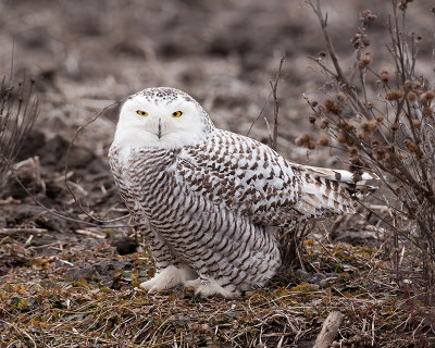 Snowy Owl