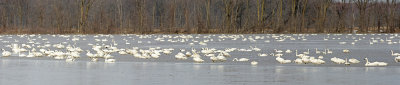 Tundra Swans