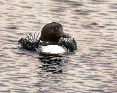 Common Loon