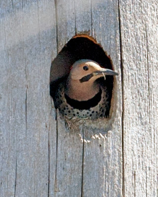 Northern Flicker